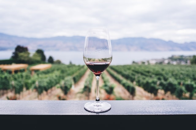 En introduktion til den ædle Nebbiolo-drue